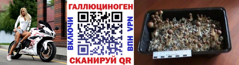 Псилоцибиновые грибы MAGIC MUSHROOMS Дмитров